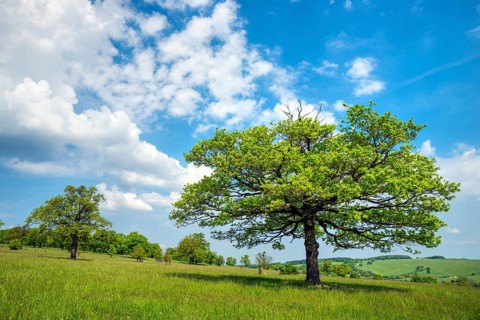 Oaks