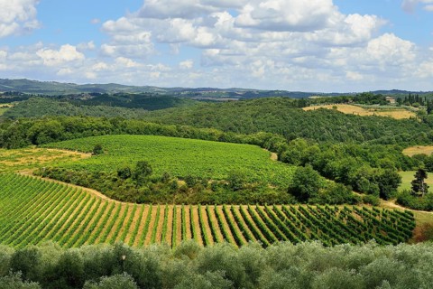 Landscape with vineyards