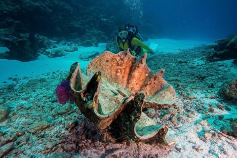 Diver looking at a dead Maxima Clam or Small Giant Clam (Tridacna maxima)