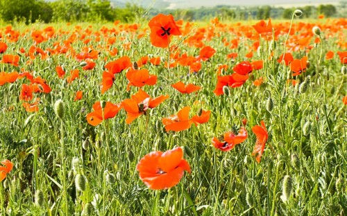 Meadow with red poppies
