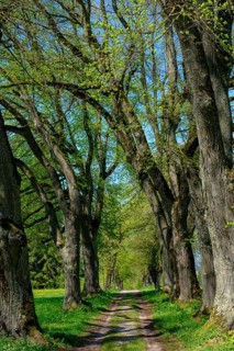 Kurfurstenallee