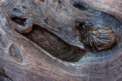 Wood structure of a dead Camel thorn tree (Vachellia erioloba)