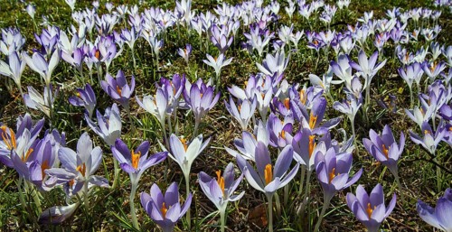 Crocuses (Crocus)