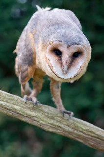 Barn Owl (Tyto alba)