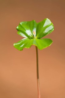 European beech (Fagus sylvatica)