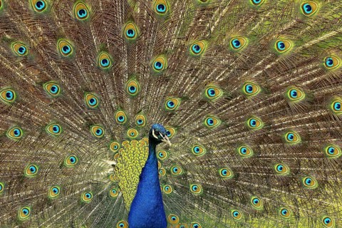 Indian peafowl (Pavo cristatus)