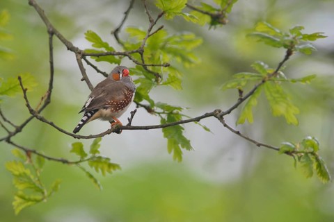 Zebra finch (Taeniopygia guttata) in oak (Quercus robur)