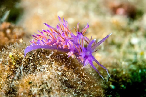 Violette sea slug (Flabellina affinis)