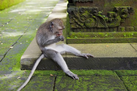 Macaque (Macaca sp.) in the Monkey Forest temple