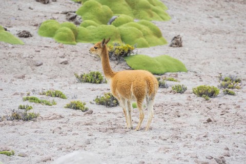 Vicuna or Vicugna (Vicugna vicugna) with Yareta or Llareta cushion plants (Azorella compacta)