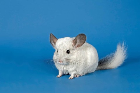 Chinchilla