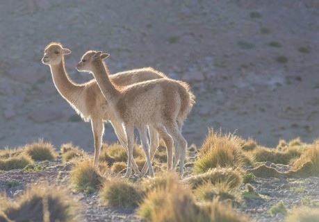 Vicuna (Vicugna vicugna) in the highland