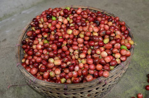 Freshly harvested green or raw coffee