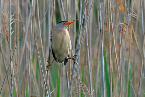 Little Bittern (Ixobrychus minutus)