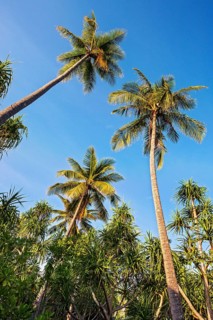 Coconut Palms (Cocos nucifera) and Screwpines (Pandanus tectorius)