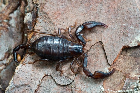 Alpenskorpion (Euscorpius germanus)