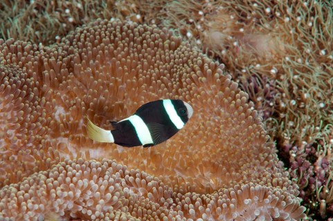 Sebae clownfish (Amphiprion sebae)