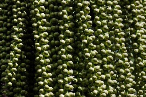 Fruits of a date palm