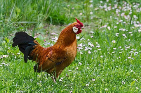 Bantam Bantam (Gallus gallus f. domestica)