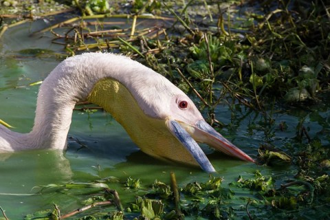 Great White Pelican (Pelecanus onocrotalus) fishing
