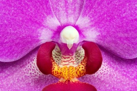 Moth Orchid (Phalaenopsis cultivar) blossom