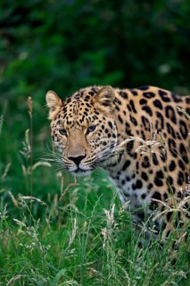 Amur Leopard (Panthera pardus orientalis)