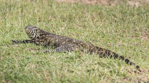 Nile Monitor (Varanus niloticus)