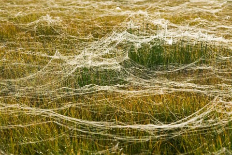 Cobwebs on a meadow