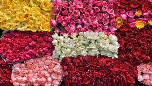 Freshly cut roses in various colours