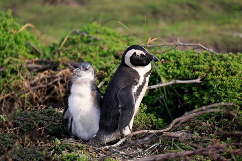 Jackass Penguins or African Penguins (Spheniscus demersus)