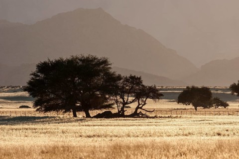 Camel Thorn trees (Vachellia erioloba) in grasslands