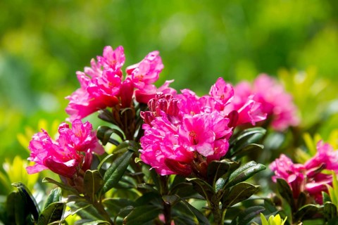 Hairy Alpenrose (Rhododendron hirsutum)