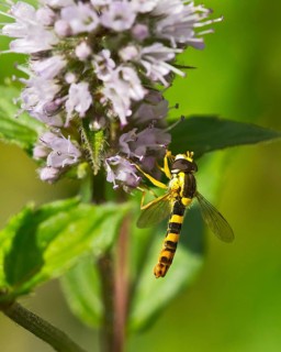 Long hoverfly (Sphaerophoria scripta)