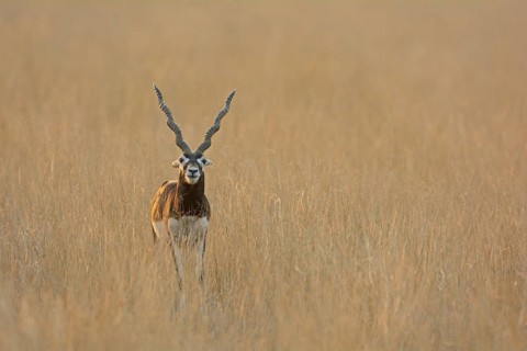 Blackbuck (Antilope cervicapra)