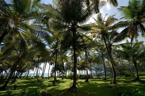 Coconut plantation