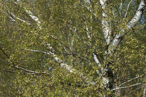 Birch trees (Betula pendula)