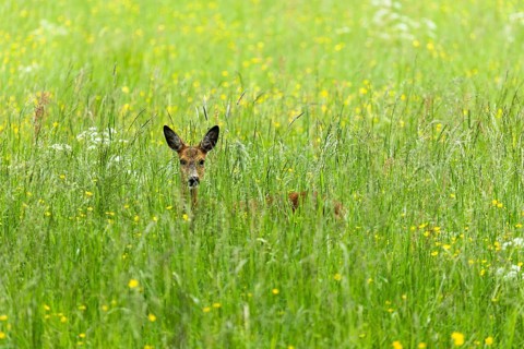 European roe deer (Capreolus capreolus)