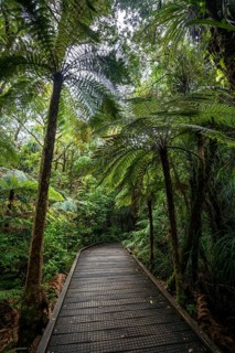 Tree ferns (Cyatheales) next to hiking trail in Kauri Forest