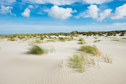 Dune landscape