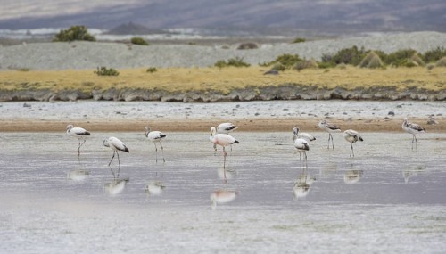 James's flamingo (Phoenicoparrus jamesi)