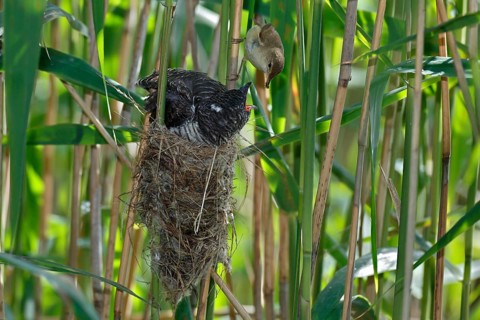 A young Common Cuckoo (Cuculus canorus) is fed by its host