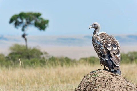 Ruppell's Vulture (Gyps rueppellii)