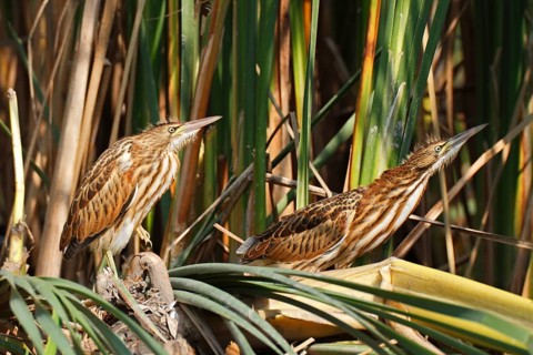 Little Bitterns (Ixobrychus minutus)