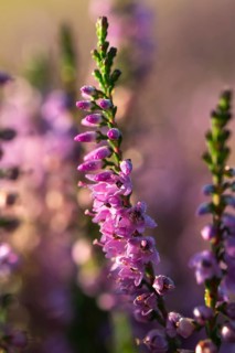 Blooming Heather (Calluna vulgaris) with dewdrops in the morning sun