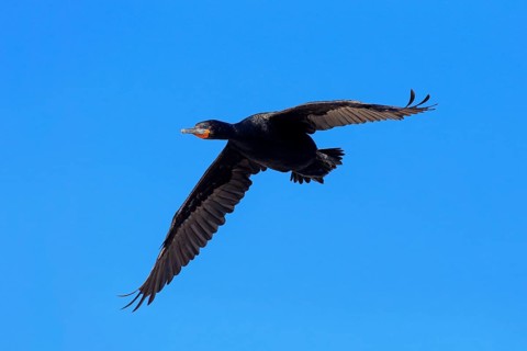 Cape Cormorant (Phalacrocorax capensis)