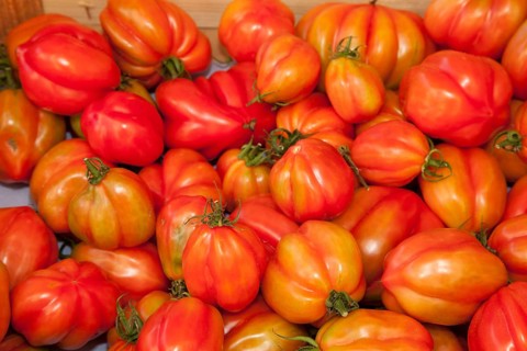 Tomatoes (Solanum lycopersicum)