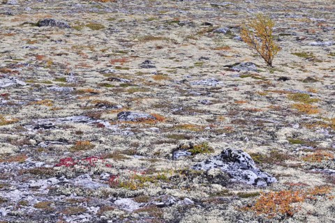 Autumn in a Fjell landscape with reindeer and a fjell birch