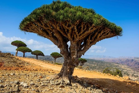Socotra Dragon Tree or Dragon Blood Tree (Dracaena cinnabari)