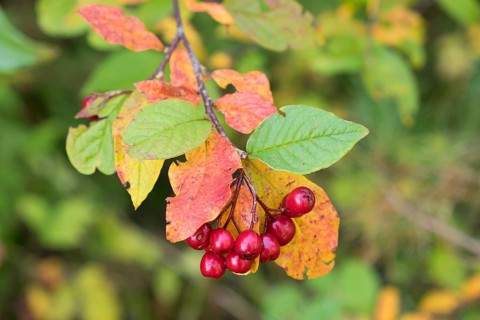 Berries on alder buckthorn (Frangula alnus)