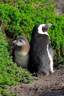 Jackass Penguins or African Penguins (Spheniscus demersus)